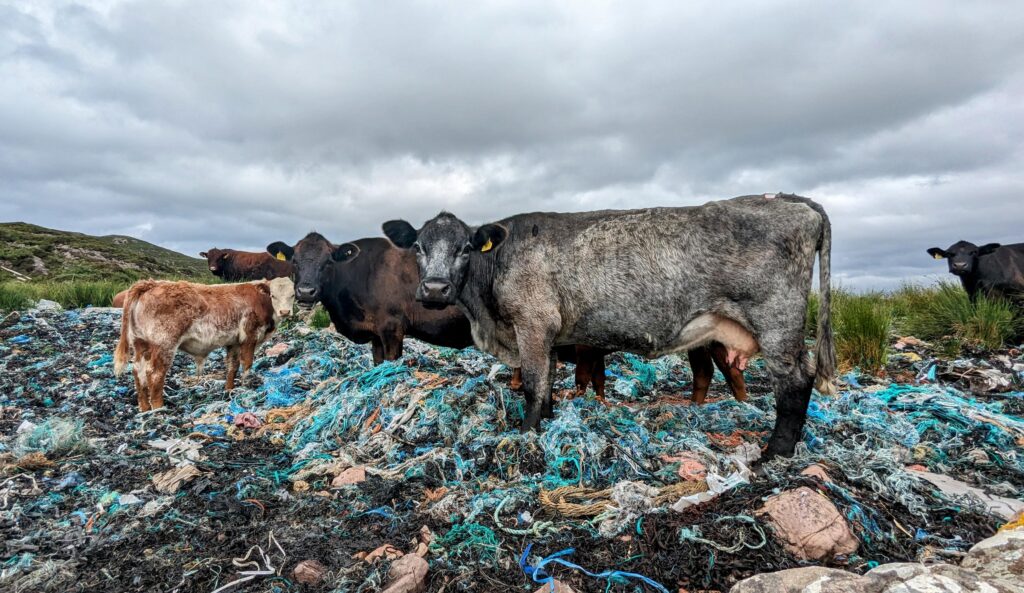 cows standing in beach plastic
